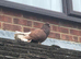 Fantail
