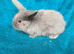 Mini lop bunnies 8 weeks old