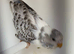 Young budgies for sale