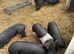 Saddleback &times; Pietrain Weaners for Sale &mdash; &pound;75 Each