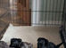 MALTIPOO pups