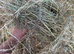 Quality 4ft 4 string meadow hay