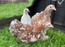 Pekin girls all different colours