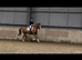 Freelance Coach & Rider