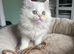 Persian Kittens