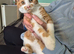 Ginger and white female kitten