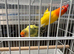 Breeding pairs