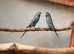 Black face budgies