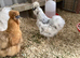 USA Silkie hatching eggs