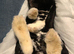 Rex mini lop mix