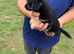 Very friendly yorkiepoo boy pups