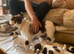 Pretty tri colour puppies