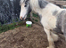 10 month old colt cob stunning
