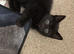 Mixed litter for urgent sale