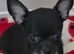 Adorable chihuahua puppies ready for ther forever home