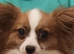 Red sable and white male papillon