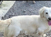 Miniature dachshund