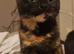 Urgent older kitten/young cats needing new homes (please read)