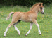 Welsh Section A Filly Foal ready at weaning