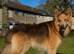Isabella & Tan GSD stud dog