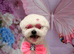 Kc Bichon Frise