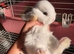 Baby French lops