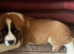 Beautiful baby Saint Bernards