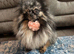 Tri Merle Pomeranian