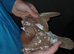 Chocolate Melueman Racing Pigeons RPRA Rung