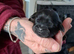 7 Beautiful Shih Tzu Puppies