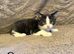 TURKISH ANGORA X