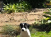 Pups for sale born 30/05/2026
