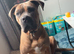 2year old female cane corso