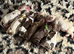 7 beautiful chocolate verities show-type cocker spaniel extensively health tested parents