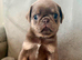 Pug Puppies
