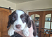Kelpie cross spaniel pups
