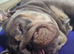 gorgeous English Bulldog puppies