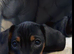 Serious enquiries only these are my babies, only the most loving forever homes need apply