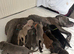 Puppys for sale