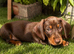 Miniature dachshund puppy&rsquo;s READY NOW!