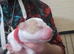 Amazon cocker spaniel puppies