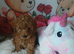 Miniature Poodle.