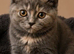 REHOME two girl British Shorthair