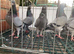 Figurita pigeons for sale