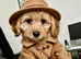 STUNNING MALTIPOO BOY