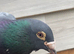 Racing pigeons for sale