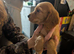 Cocker spaniels puppies