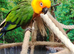 Female Janday parakeet