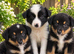Stunning border collies