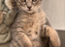 *Ready Now* Maine Coon X kittens